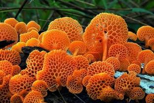 胶毒图片,揭秘现代生活中的隐形健康杀手